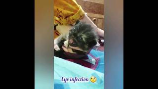 BABY Cat Eye Infection 😭🥺youtubeshorts kitten cat ytshorts yt ytshort cats pets youtube [upl. by Edmon]