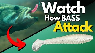 SEE How Bass ATTACK Our Lures  Watch Underwater Footage for Key Differences [upl. by Duffie]