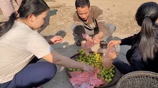 Full videosThe days harvest cassava Apple Galanga rootsStrangers followedBuild a new life [upl. by Vaclava799]