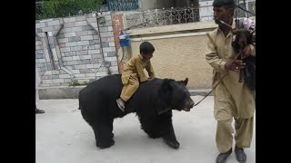 Bear Fighting with Little Kid [upl. by Phene]