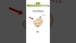 雑学『愛犬の甘えるサイン４』＃shorts、＃犬、＃雑学、＃犬雑学、＃いぬ、＃豆知識、＃愛されているサイン＃VOICE VOX（青山龍星） [upl. by Akimet]