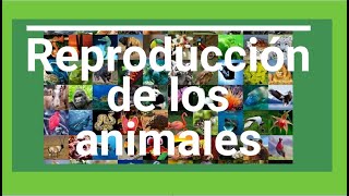 Reproducción de los animales Ciencias Naturales 4to grado [upl. by Kistner478]