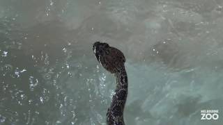 Reptile Swim Gym at Melbourne Zoo [upl. by Agemo]