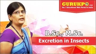 Excretion in InsectsBScMSc by Dr Priyanka Dadupanthi [upl. by Yrelav]