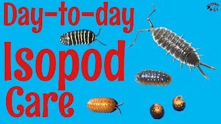 How to Care for Isopods DaytoDay [upl. by Trescott]