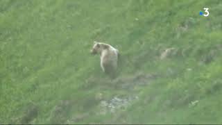 Ariège  les images exceptionnelles dun ours filmé par un enfant de 9 ans au cours dune randonnée [upl. by Urdna208]