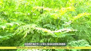 VALAYAPATTI MORINGA LEAVES CULTIVATION [upl. by Johnette]