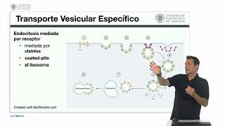 Transporte membrana vesicular Generalidades y transporte específico  3160  UPV [upl. by Carman]