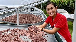 IT Expert Walang Alam sa Cacao Farming Pero 3 Years palang Super Productive na [upl. by Sarnoff943]