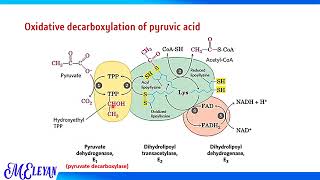 Oxidative decarboxylation and KREBS’ CYCLE [upl. by Bronson]