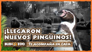 ¡LLEGARON NUEVOS PINGÜINOS  BUIN ZOO TE ACOMPAÑA EN CASA [upl. by Elodia446]