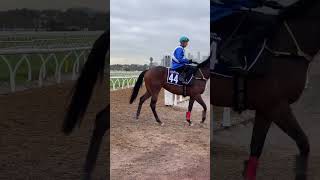 Melbourne Cup Carnival stars gallop at Flemington melbournecup horseracing horse horsetraining [upl. by Bushey]