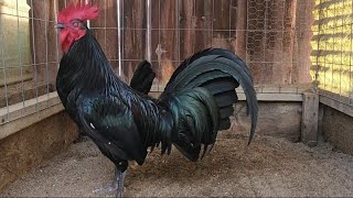 Black Mcrae Gamefowl Gallos Finos [upl. by Nwahs305]