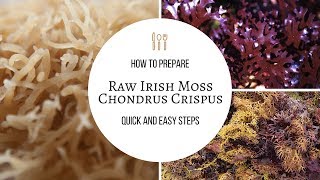 How to Prepare Raw Sea Moss for Smoothies Soups Facial Creams and More [upl. by Qifar]