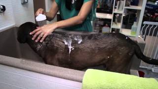 How to Bathe a ShortHaired Dog  Dog Grooming amp Care [upl. by Celtic]