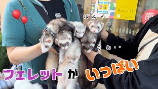 チョコミント家の皆に会った💚フェレットダウくんボフくんferret [upl. by Llerdnod]