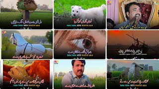 Kawish Tamimi Best Dhory  Best poetry  All Best whats app status videos  Tiktok viral Dhory ✅💯💯 [upl. by Aneram]