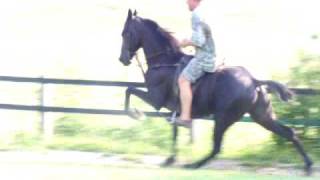 Park Performance tennessee Walking Horse Stud 6 years old FOR SALE [upl. by Ahcila]