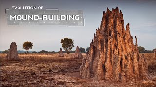 How Termites Evolved to Build Massive Mounds [upl. by Arly]