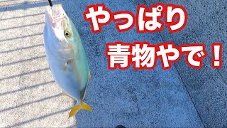 【やっぱり青物やで！】連日この釣り方で釣れました！周りと差を付けれます【ショアジギング飲ませ釣り】 [upl. by Enybor716]