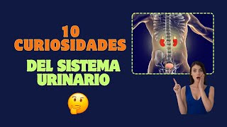 10 Curiosidades del Sistema Urinario que Cambiarán tu Forma de Pensar [upl. by Rajewski]