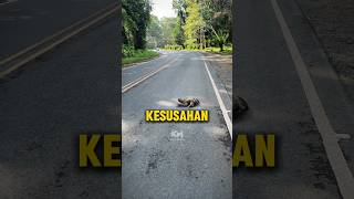 Jangan Mudah Terpedaya Dengan Haiwan Ini faktaunik viral malaysia [upl. by Rodie637]