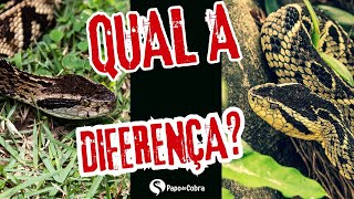 Jararaca e Jararacuçu Quais as diferenças entre elas  Papo de Cobra [upl. by Sonni320]