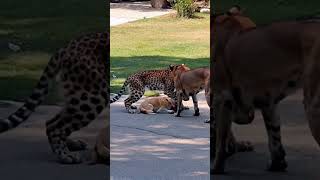 Leopard Enters City Looking for Prey and Meets Two Dogs anime wildlife leopard dog [upl. by Cathee]