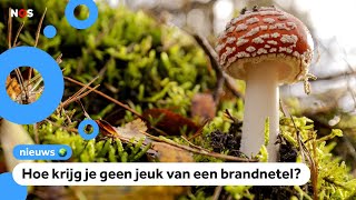 Alles over brandnetels en regenwormen in dik boek over Nederlandse natuur [upl. by Akiwak669]