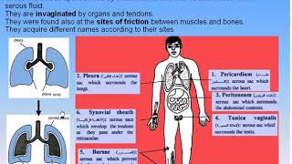 09 Serous Membranes 1 Serous Membranes Anatomy Intro Dr Ahmed Kamal [upl. by Butta]