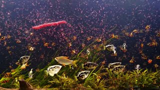 Feeding ONE POUND of Frozen Bloodworms Shorts [upl. by Eveiveneg]