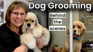 Dog Grooming Livestreams [upl. by Naerb33]