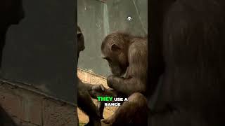 viralvideo facts animalfacts animals animalknowledge wildlife animaltrivianaturedidyouknow [upl. by Nnyre]