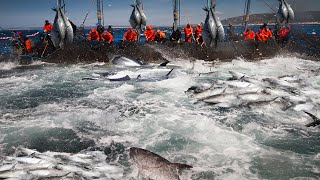 A Way For Fishermen Net Fishing Tuna  Giant Bluefin Tuna Catch Hundred Tons Tuna Fish On the sea [upl. by Robaina616]