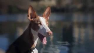 IBIZAN HOUND  appearance body playing barking [upl. by Consalve375]