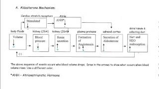 Regulatory Mechanisms of the Kidney [upl. by Menedez]