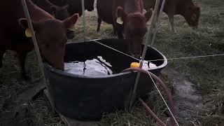 Isaac shows us how he sets up our livestock water tank with a syphon to prevent freezing [upl. by Huda]