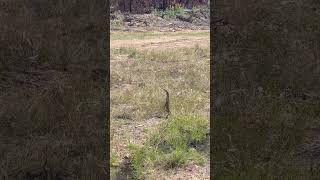 Goanna sunning itself [upl. by Mcdermott851]