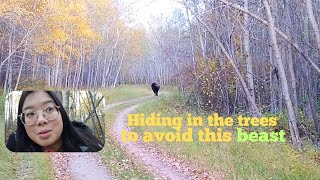 What to do if you see a bison while hiking  STAY CLEAR [upl. by Ciri]