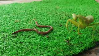 Young praying mantis eating fly  Insect Life TV047 [upl. by Eelrahc]