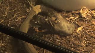 Snouted cobra eats a bird Live feeding [upl. by Eninaj]