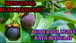 MENGENAL BUAH MANGGIS BUAH LEZAT KAYA MANFAAT [upl. by Alvin]