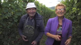 LiveVendanges jour 1  vendanges manuelles à Orschwihr le REPLAY [upl. by Cross594]