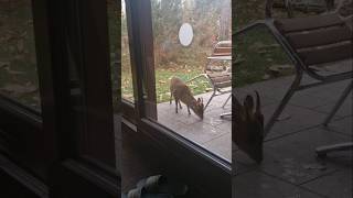 Muntjac Deer on our Patio [upl. by Akiemaj635]