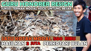 Eks Guru Honorer SuksesTernak Jangkrik  Modal Kecil Untung Besar Cepat Panen [upl. by Ahsiak580]