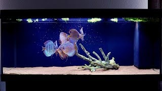 Feeding Discus Fish Frozen Red Bloodworms  Juwel Rio 400 [upl. by Melva107]