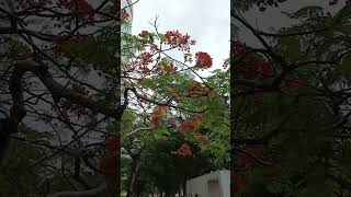 FLAME TREE FLOWERS [upl. by Notsnarc203]