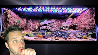 I Turned a 20 Gallon Fish Tank Into a PALUDARIUM [upl. by Gnik140]