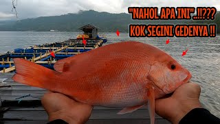 NAHOL PREMIUM LANGKA DAN MAHAL ‼️ [upl. by Abshier]