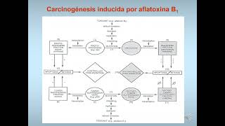 9 Carcinogénesis [upl. by Atikin]